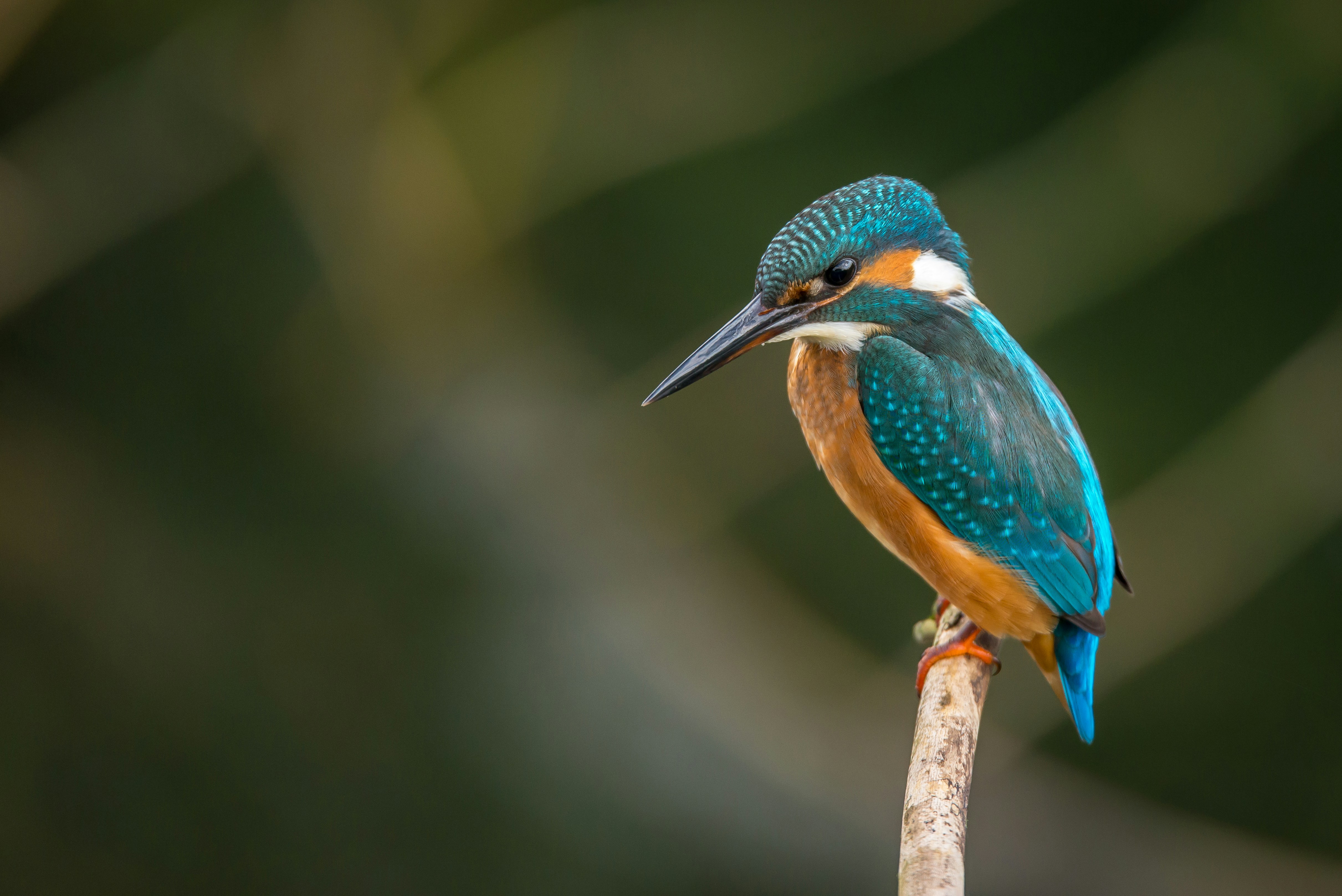 The Soothing Power of Birdsong: How Nature’s Music Boosts Your Well-Being